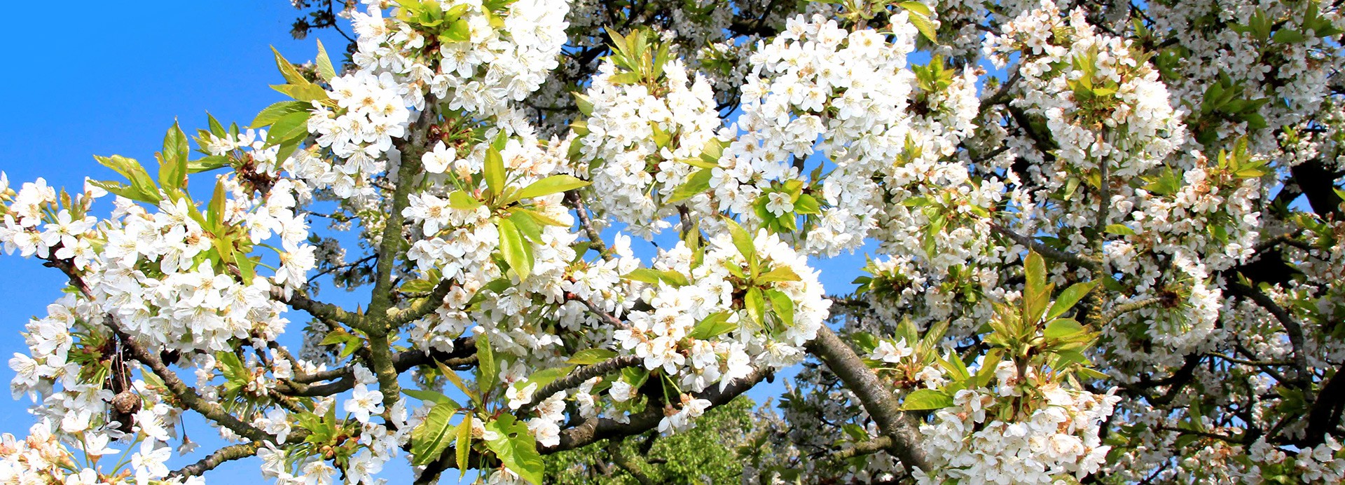 Kirschblüte in Ockstadt